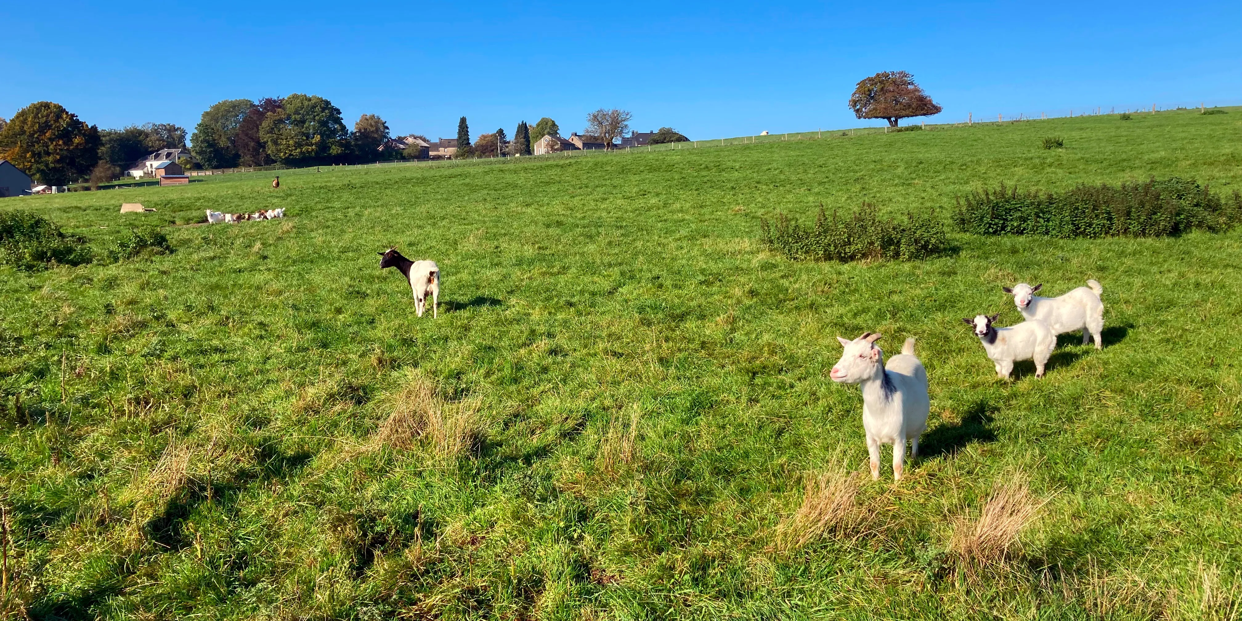 Elevage caprin à Hubermont Ⓒ 2024 CC BY-NC 4.0 Gilles Bailleux