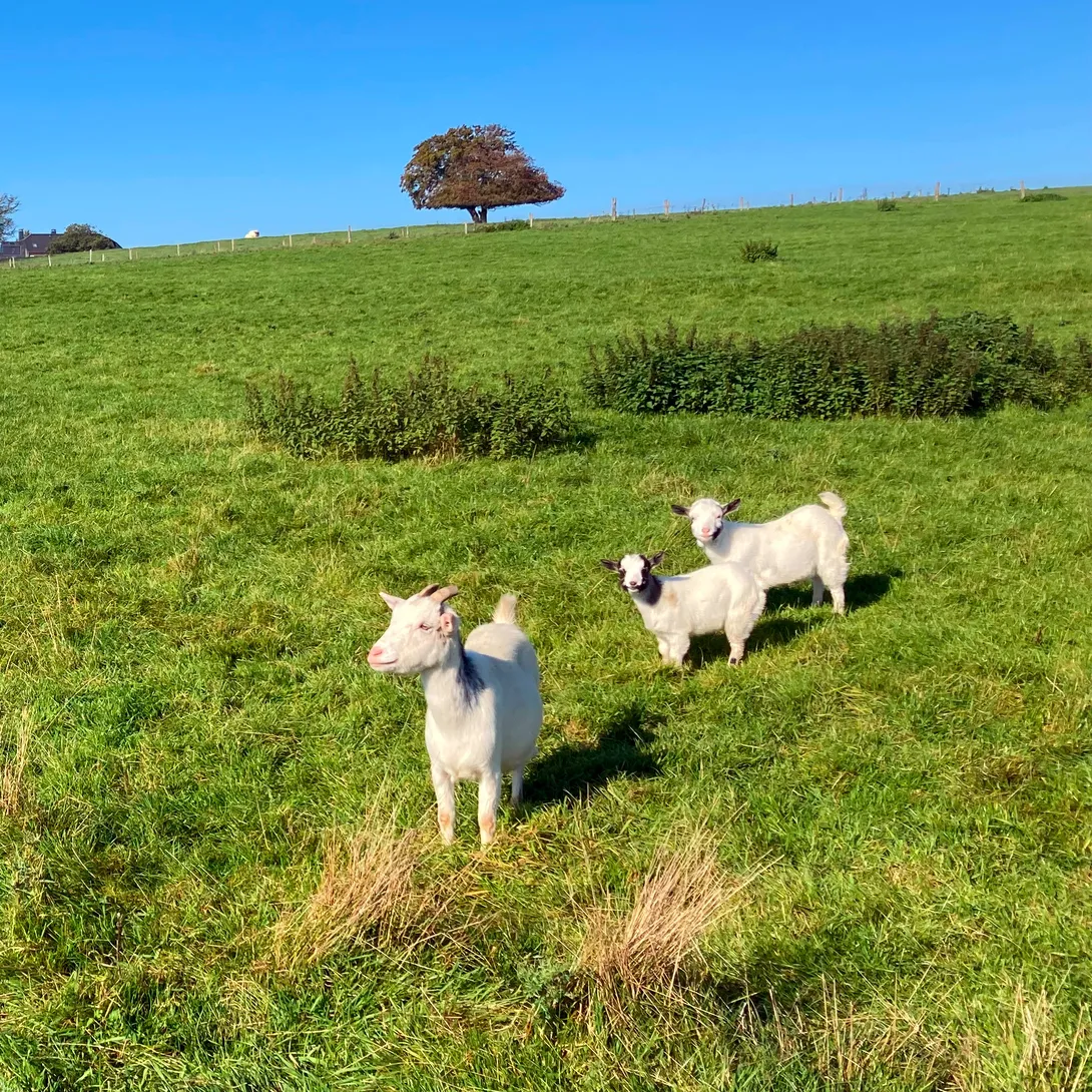 Goat and kids in the pasture Ⓒ 2024 CC BY-NC 4.0 Gilles Bailleux